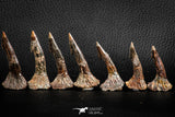 06470 - Great Collection of 7 Onchopristis numidus Cretaceous Sawfish Rostral Teeth Cretaceous