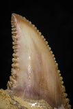 05357 - Nicely Preserved 1.06 Inch Serrated Palaeocarcharodon orientalis (Pygmy white Shark) Tooth