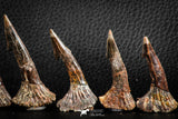 06470 - Great Collection of 7 Onchopristis numidus Cretaceous Sawfish Rostral Teeth Cretaceous