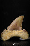 05357 - Nicely Preserved 1.06 Inch Serrated Palaeocarcharodon orientalis (Pygmy white Shark) Tooth