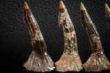 06470 - Great Collection of 7 Onchopristis numidus Cretaceous Sawfish Rostral Teeth Cretaceous