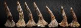 06470 - Great Collection of 7 Onchopristis numidus Cretaceous Sawfish Rostral Teeth Cretaceous