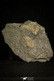 30020 - Well Preserved 1.00 Inch Morgatia sp Ordovician Trilobite - Portugal