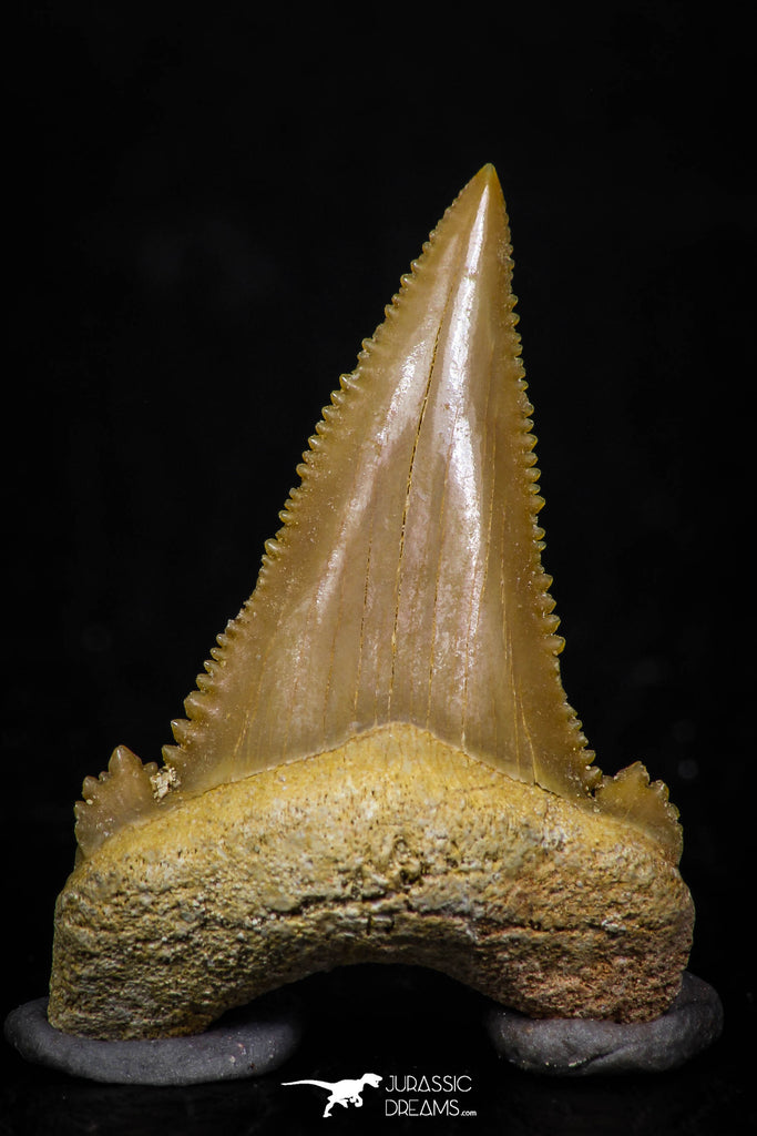 05358 - Nicely Preserved 1.28 Inch Serrated Palaeocarcharodon orientalis (Pygmy white Shark) Tooth