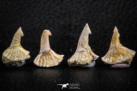 06471 - Great Collection of 4 Onchopristis numidus Cretaceous Sawfish Rostral Teeth Cretaceous