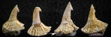 06471 - Great Collection of 4 Onchopristis numidus Cretaceous Sawfish Rostral Teeth Cretaceous