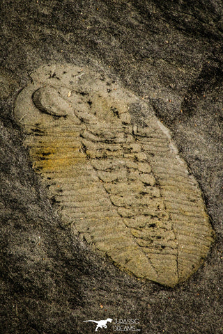 30020 - Well Preserved 1.00 Inch Morgatia sp Ordovician Trilobite - Portugal
