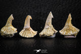 06471 - Great Collection of 4 Onchopristis numidus Cretaceous Sawfish Rostral Teeth Cretaceous