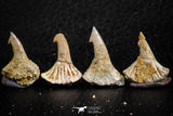 06471 - Great Collection of 4 Onchopristis numidus Cretaceous Sawfish Rostral Teeth Cretaceous