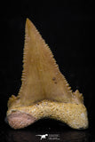 05358 - Nicely Preserved 1.28 Inch Serrated Palaeocarcharodon orientalis (Pygmy white Shark) Tooth
