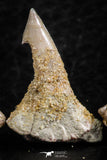 06471 - Great Collection of 4 Onchopristis numidus Cretaceous Sawfish Rostral Teeth Cretaceous