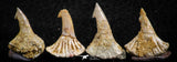 06471 - Great Collection of 4 Onchopristis numidus Cretaceous Sawfish Rostral Teeth Cretaceous