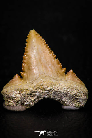 05359 - Nicely Preserved 1.20 Inch Serrated Palaeocarcharodon orientalis (Pygmy white Shark) Tooth