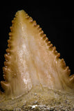 05359 - Nicely Preserved 1.20 Inch Serrated Palaeocarcharodon orientalis (Pygmy white Shark) Tooth