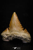 05359 - Nicely Preserved 1.20 Inch Serrated Palaeocarcharodon orientalis (Pygmy white Shark) Tooth