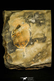 30021 - Extremely Rare 2.93 Inch Eodalmanitina sp Ordovician Trilobite - Portugal