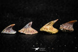 06472 - Great Collection of 4 Onchopristis numidus Cretaceous Sawfish Rostral Teeth Cretaceous