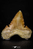 05359 - Nicely Preserved 1.20 Inch Serrated Palaeocarcharodon orientalis (Pygmy white Shark) Tooth