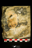 30021 - Extremely Rare 2.93 Inch Eodalmanitina sp Ordovician Trilobite - Portugal