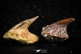 06472 - Great Collection of 4 Onchopristis numidus Cretaceous Sawfish Rostral Teeth Cretaceous