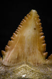 05359 - Nicely Preserved 1.20 Inch Serrated Palaeocarcharodon orientalis (Pygmy white Shark) Tooth