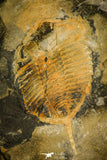 30021 - Extremely Rare 2.93 Inch Eodalmanitina sp Ordovician Trilobite - Portugal