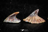 06472 - Great Collection of 4 Onchopristis numidus Cretaceous Sawfish Rostral Teeth Cretaceous