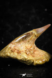 06472 - Great Collection of 4 Onchopristis numidus Cretaceous Sawfish Rostral Teeth Cretaceous
