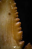 05359 - Nicely Preserved 1.20 Inch Serrated Palaeocarcharodon orientalis (Pygmy white Shark) Tooth