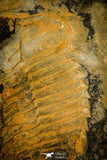 30021 - Extremely Rare 2.93 Inch Eodalmanitina sp Ordovician Trilobite - Portugal