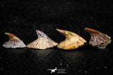 06472 - Great Collection of 4 Onchopristis numidus Cretaceous Sawfish Rostral Teeth Cretaceous