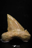 05360 - Nicely Preserved 1.14 Inch Serrated Palaeocarcharodon orientalis (Pygmy white Shark) Tooth