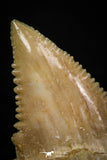 05360 - Nicely Preserved 1.14 Inch Serrated Palaeocarcharodon orientalis (Pygmy white Shark) Tooth