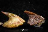 06472 - Great Collection of 4 Onchopristis numidus Cretaceous Sawfish Rostral Teeth Cretaceous