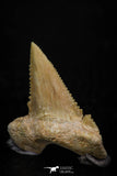 05360 - Nicely Preserved 1.14 Inch Serrated Palaeocarcharodon orientalis (Pygmy white Shark) Tooth