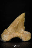05360 - Nicely Preserved 1.14 Inch Serrated Palaeocarcharodon orientalis (Pygmy white Shark) Tooth