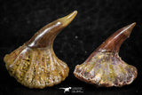 06473 - Great Collection of 2 Onchopristis numidus Cretaceous Sawfish Rostral Teeth Cretaceous