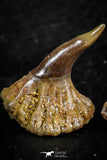 06473 - Great Collection of 2 Onchopristis numidus Cretaceous Sawfish Rostral Teeth Cretaceous