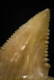 05360 - Nicely Preserved 1.14 Inch Serrated Palaeocarcharodon orientalis (Pygmy white Shark) Tooth