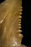05360 - Nicely Preserved 1.14 Inch Serrated Palaeocarcharodon orientalis (Pygmy white Shark) Tooth