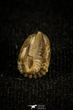 30022 - Extremely Rare 0.38 Inch Ditomopyge decurata Permian Trilobite - Kansas, USA