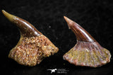 06473 - Great Collection of 2 Onchopristis numidus Cretaceous Sawfish Rostral Teeth Cretaceous