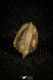 30022 - Extremely Rare 0.38 Inch Ditomopyge decurata Permian Trilobite - Kansas, USA