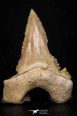 05361 - Nicely Preserved 1.59 Inch Serrated Palaeocarcharodon orientalis (Pygmy white Shark) Tooth