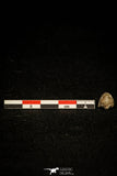 30022 - Extremely Rare 0.38 Inch Ditomopyge decurata Permian Trilobite - Kansas, USA