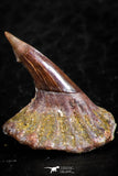 06473 - Great Collection of 2 Onchopristis numidus Cretaceous Sawfish Rostral Teeth Cretaceous