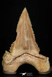 05361 - Nicely Preserved 1.59 Inch Serrated Palaeocarcharodon orientalis (Pygmy white Shark) Tooth