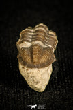 30023 - Top Beautiful 0.35 Inch Kaskia Chesterensis Carboniferous Trilobite - Alabama, USA