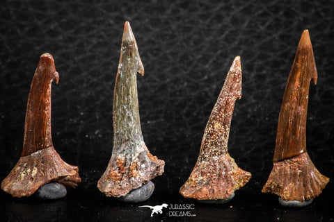 06474 - Great Collection of 4 Onchopristis numidus Cretaceous Sawfish Rostral Teeth Cretaceous