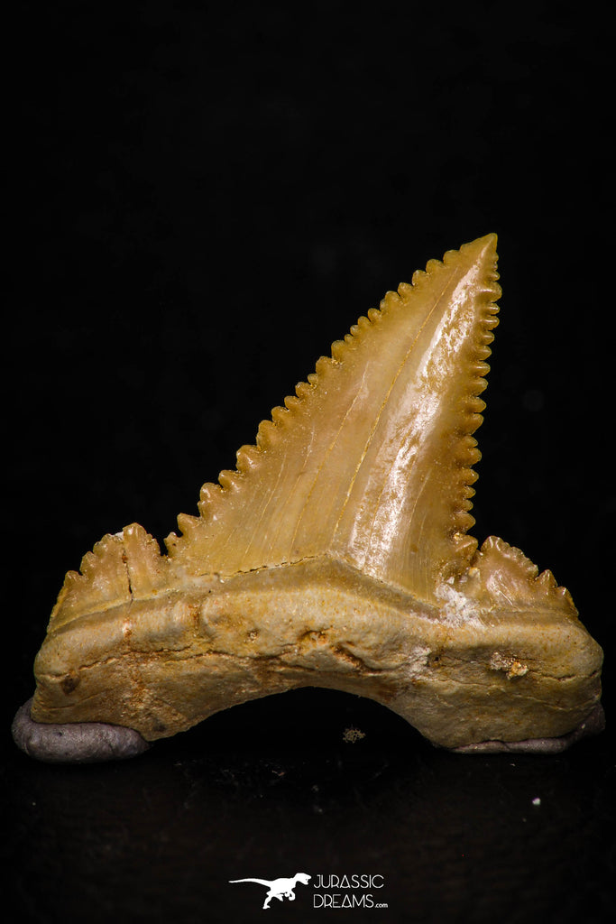 05362 - Nicely Preserved 1.22 Inch Serrated Palaeocarcharodon orientalis (Pygmy white Shark) Tooth